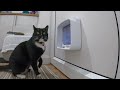 Cats easily escape sureflap connect catflap microchip watch before you buy catdoor is locked