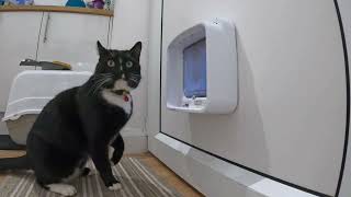 Cats easily escape Sureflap connect catflap microchip WATCH BEFORE YOU BUY catdoor is ‘locked’!!