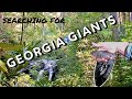 Chasing native brookies in the north georgia wilderness