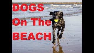 Can I Walk My Dog On The Beach In Myrtle Beach?