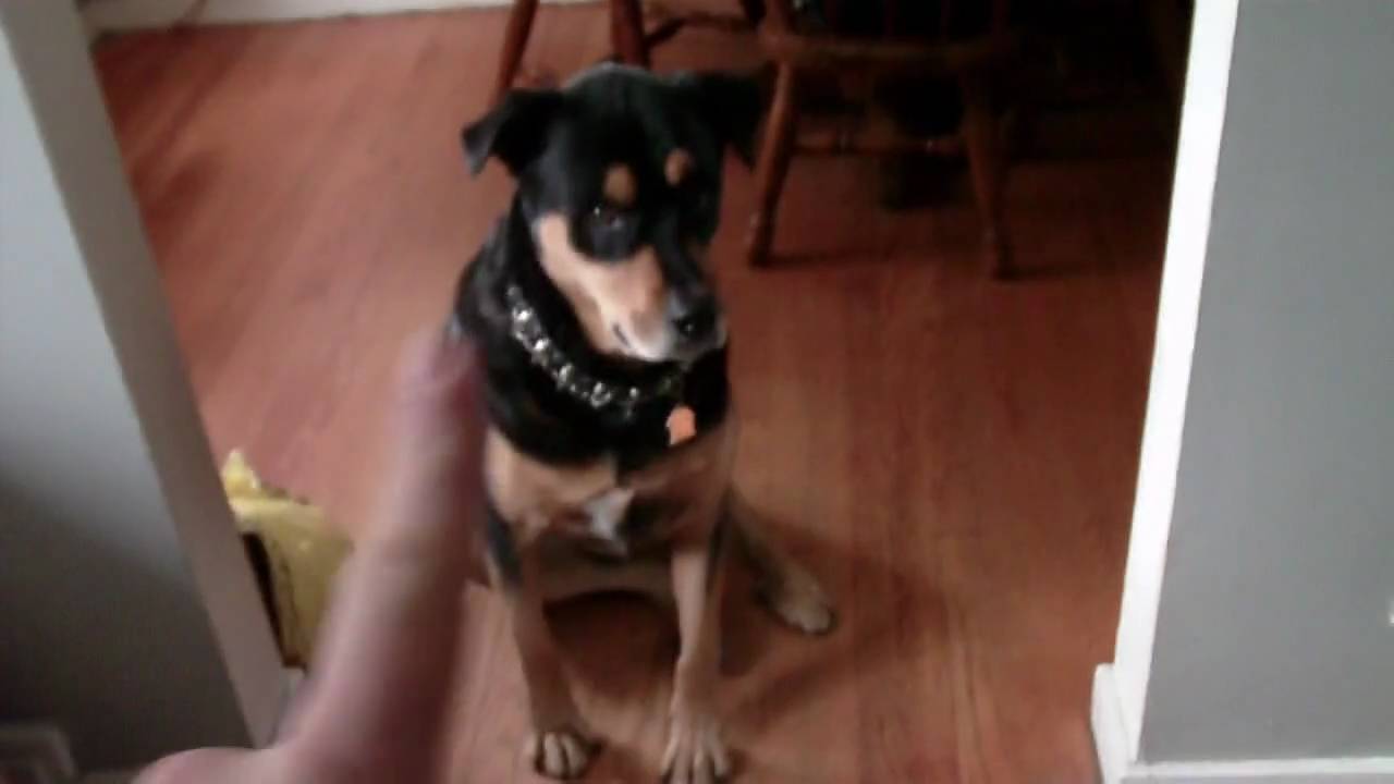 Hercules The Rottweiler Wants His Food!! - YouTube