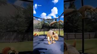 #fyp#sora2#aivideo#cat #tonado#shorts#aivideoshorts#openai#soraai#viralvideo