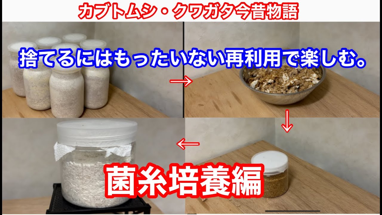 捨てるのはもったいない再利用で楽しむ菌糸培養編