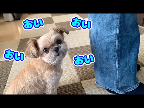 【犬 日常】これが原因!? ファンヒーターの奪い合い チワワ×シーズー