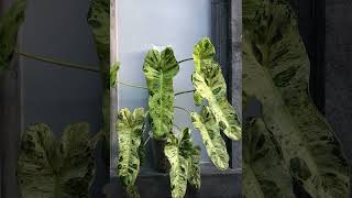 Шукаю цікаві  Філодендрон Монстера Епіпоемнум Ароїдні  Philodendron Monstera Epipremnum Aroids
