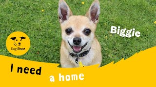 Biggie the charming Chihuahua | Dogs Trust Leeds