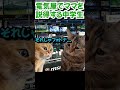 ママを説得する中学生　#猫　#猫ミーム 　#ゲーミング
