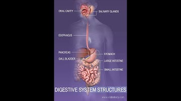 The digestive system الجهاز الهضمي    connect 4 unit 1 lesson 2  part 1