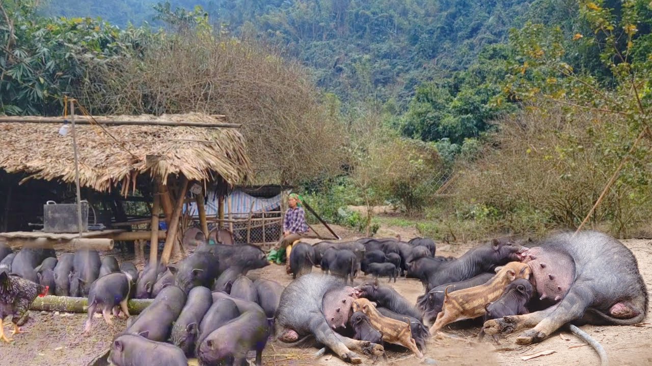 Picture of Visit the garden, bring bananas home to feed the pigs - YouTube