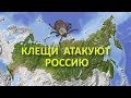 Клещи атакуют Россию