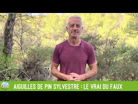 Vidéo: Pourquoi mon pin laisse-t-il tomber des aiguilles ?