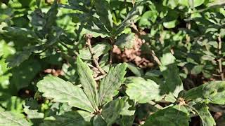Quercus × turnerii 'Pseudoturneri' dub Turnerův