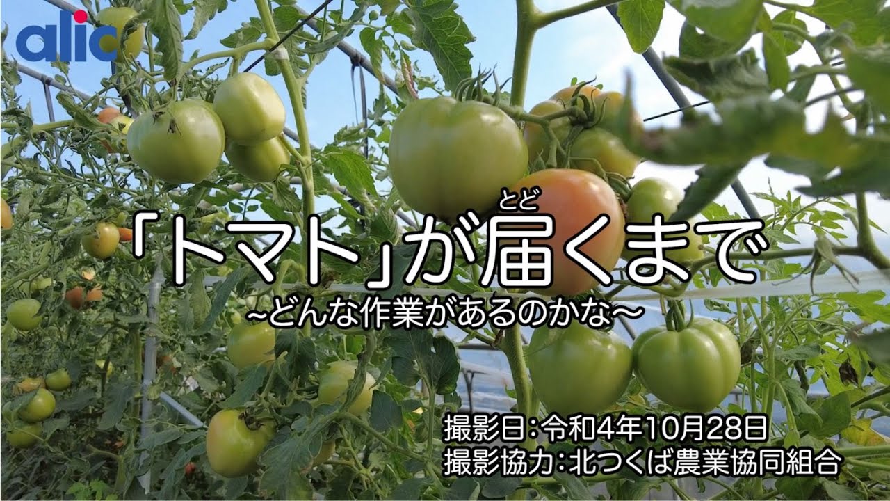 トマト」が届くまで - YouTube