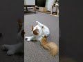 お尻をグルーミングして倒れるメインクーン（笑）