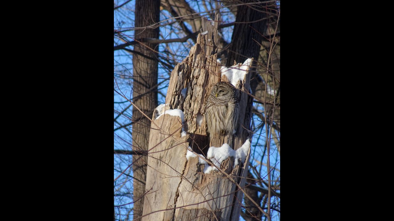 Ecology of the Ottawa Valley:  Episode 23 -- Life in Winter