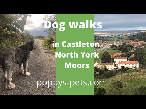 North York Moors - Walking Trail with Dogs (suitable for senior dogs): Castleton Village &  Nearby