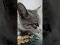 Cat Eating Style #vlogger #like #comment #share