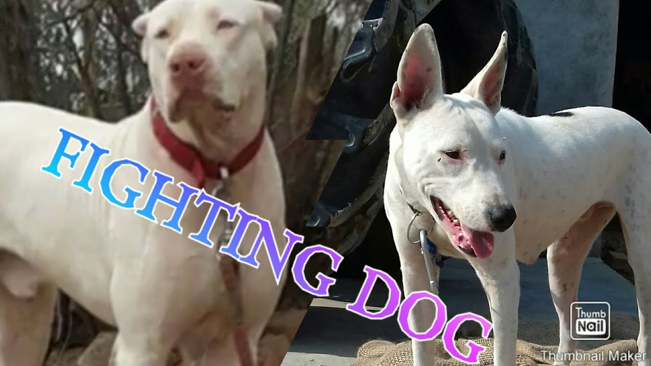 Gultair Dog Fight Youtube