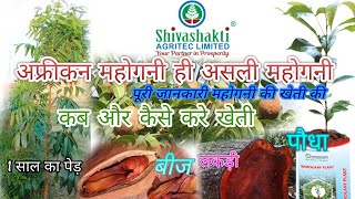 African mahogany tree farming||अफ्रीकन महोगनी की खेती कैसे करें पूरी जानकारी #shivashakti #mahogany