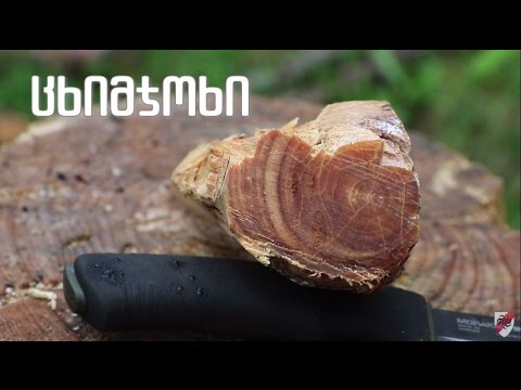 კვარი - \"ცხიმჯოხი\"