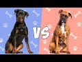 Rottweiler vs Boxer en ESPAÑOL - Quien gana?