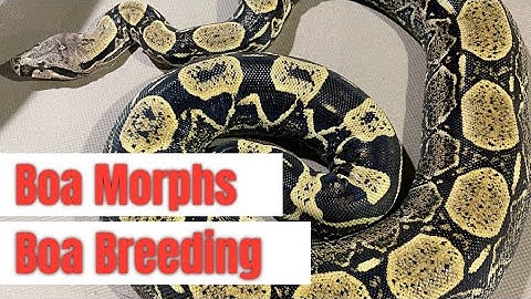 Boa Morphs and Boa Breeding