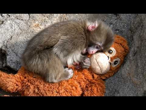 Punch Watches Others Grooming 🥺 Then Runs to Orang Mama 💕