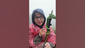 Loài rắn Lục của Vùng Núi Cao Tây Bắc | Herping Vietnam - Vietnam Wildlife Watching - Viet Herping