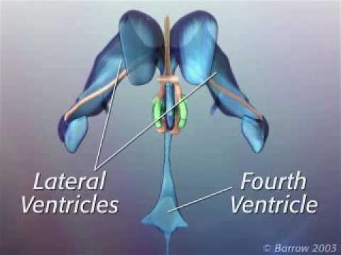 Video: Tuber Cinereum Anatomy, Function & Diagram - Peta Tubuh