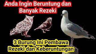 3 Burung Ini Bisa Membawa Keberuntungan dan Rezeki, Mitos atau Fakta ❓