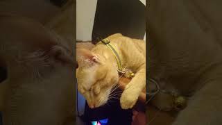 Celebrity Ginger Cat twitches while sleeping Profile