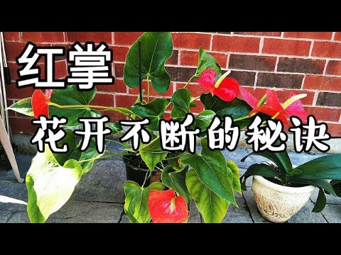 红掌花开不断的秘诀