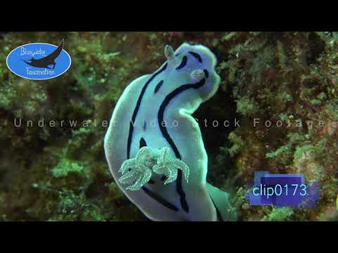 0173_Chromodoris nudibranch. 4K Underwater Royalty Free stock Footage.