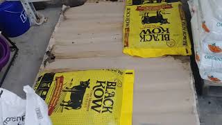 Black Kow is still out selling others  in my favorite store Lowe's