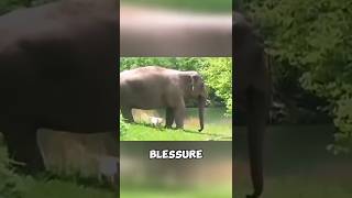 L’incroyable amitié entre un éléphant et un chien 🐘❤️🐶 #chien #animaux