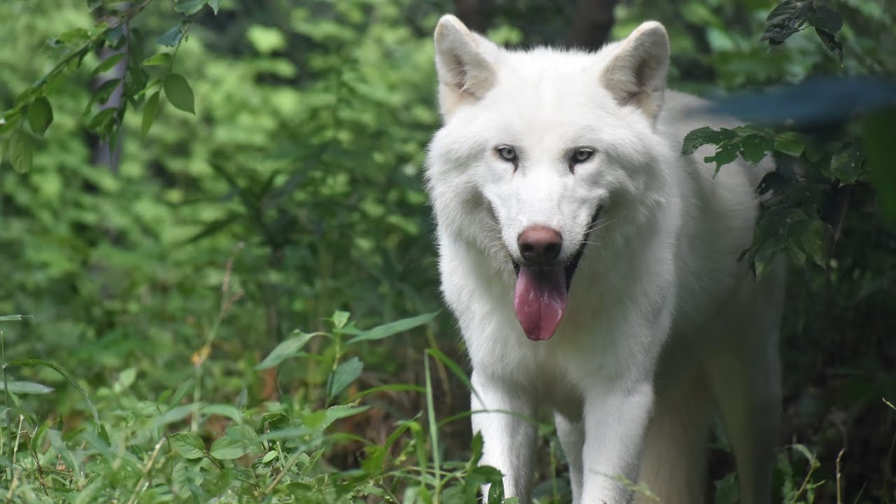 東山動植物園公式 ティムも木陰がお気に入り シンリンオオカミ オオカミ Youtube