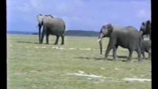 Elephants vs Hyenas