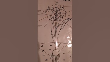 What are some parts of a flower cc cycle1 week 11