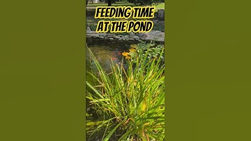 Ravenous Goldfish at the pond - WATCH HOW they feed. #goldfishtank #goldfishpond #mindfulness #koi