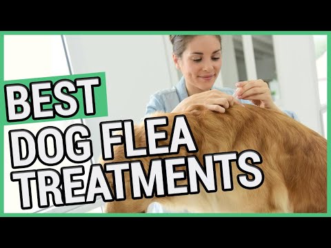 वीडियो: कुत्तों के लिए सबसे अच्छा पिस्सू उपचार क्या है?