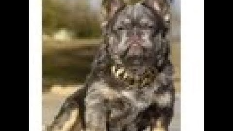 Gh-kennels( FIVEM DOG BREEDING SCRIPT/ DOG SELLING SCRIPT/QBX/ESX/QB)