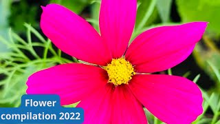 Flower Compilation 2022. 花卉集锦。