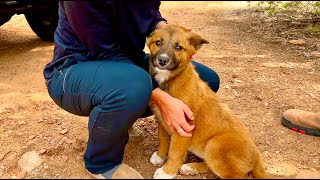 Meadow Is Making New Friends - Socialization, RC Trucks, Petroglyphs, and Trail Rides by Off-Grid Backcountry Adventures 7,016 views 2 months ago 15 minutes