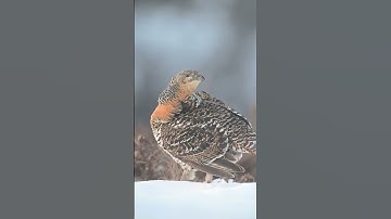Capercaillie Female #animals #nature #viralvideo #viralshorts #art