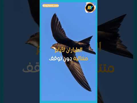 حقائق عن طائر السنونو 