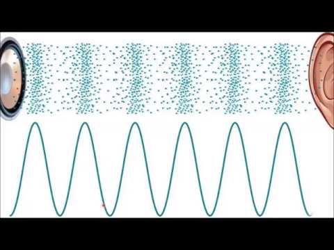 სმენის ორგანო.  ყურის ანატომია და ფუნქციები.