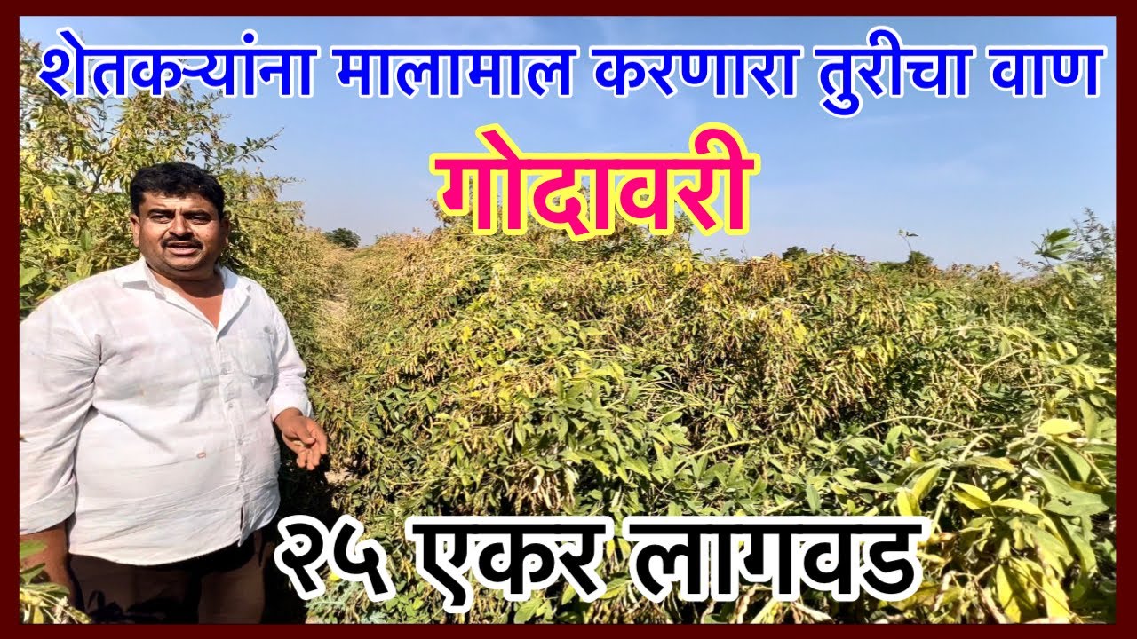 शेतकऱ्यास मालामाल करणारी गोदावरी तुर।२५ एकर लागवड