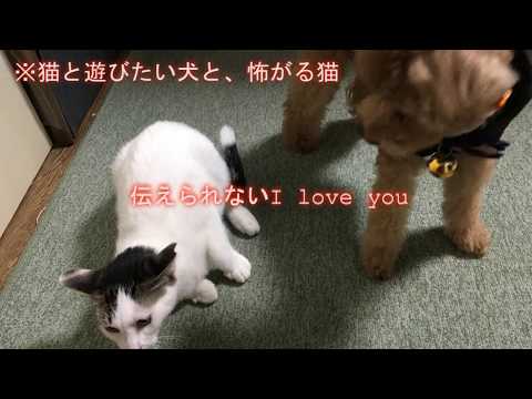 犬が猫に振られる様子がかわいすぎ！「伝えられないI love you」 和泉ねこねこねこね子9/5全国配信開始