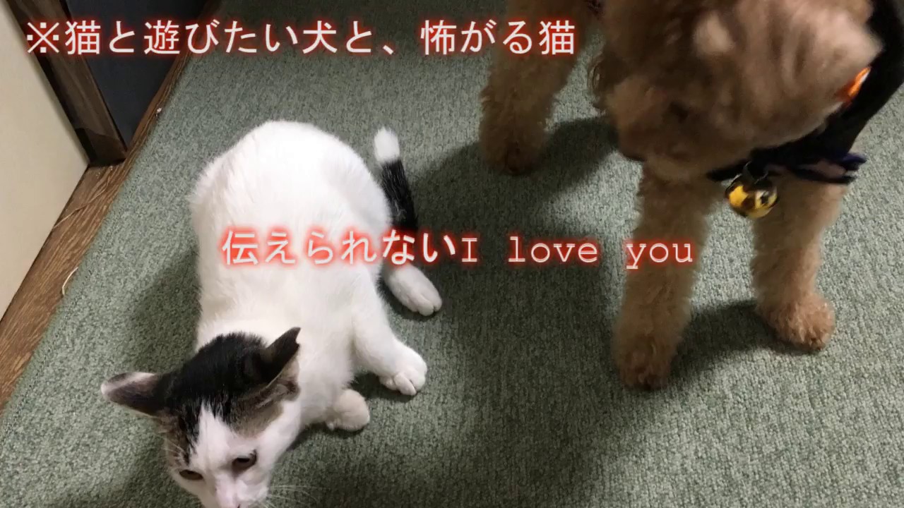 月の光 ドビュッシー 全音難易度 C ツェルニー30番で弾けるピアノ曲 Youtube
