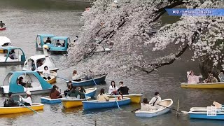 桜の名所にぎわう　見ごろは今週末まで　東京・千鳥ケ淵で満開